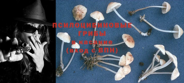 ГАЛЛЮЦИНОГЕННЫЕ ГРИБЫ Бородино