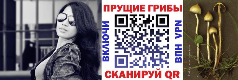 Купить где  Темрюк  Галлюциногенные грибы Psilocybine cubensis 